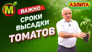 КОГДА И КАК? Высадка ТОМАТОВ в Средней Полосе России