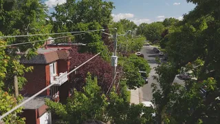 La semaine verte | L'homme qui détournait les arbres