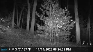Ashland Trail Cam: 11/14/23 Deer c