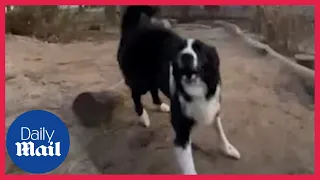 Dog does parkour: Border collie jumps off tress during impressive routine