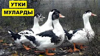 Выращивание уток Мулардов как бизнес идея | Утки породы Мулард