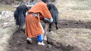 Yaks ploughing