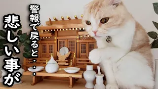 外出中に警報がなったので急いで家に引き返したら猫が...