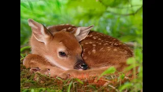 What To Do If You Find...A Fawn