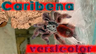 Caribena versicolor / Самый "меткий" паук птицеед / Карибена версиколор