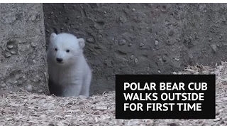Polar bear cub walks outside for the first time at Munich's Hellabrunn Zoo