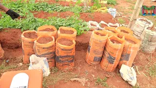 Yam-in-sacks: Does the seed yam size to be planted really matter?