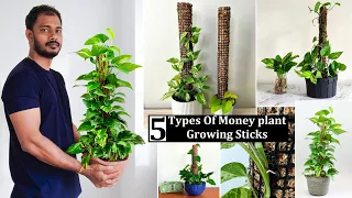 5 Types Money Plant Growing Sticks or Plants Support sticks Making at Home//GREEN PLANTS