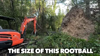 Dangerous storm damaged trees