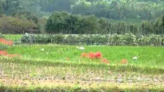 京都嵯峨野　彼岸花と白鷺２