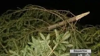 На Прикарпатье появился спецпатруль по незаконной вырубке елок