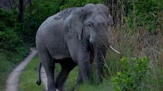 The Giant Elephant Quest in Bardia - Nepal 2012