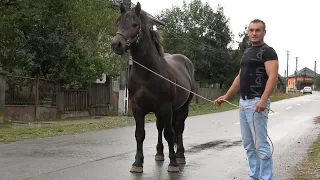 Caii lui Romeo de la Romanasi, Salaj - 2021 Nou!!!