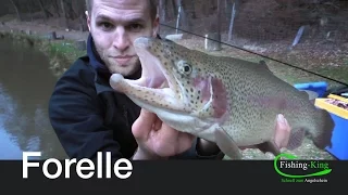 Forellen-Angeln: Die beste Technik im Winter! | Fishing-King.de