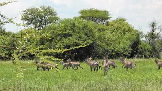 2248ha Private Wildlife Reserve For Sale South Africa