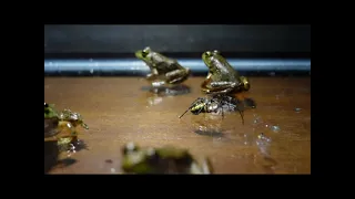 Baby bull frog vs large Garden Spider /warning live feeding