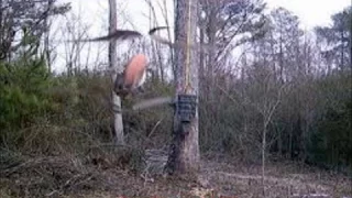 Interesting / unexplained trail cam images