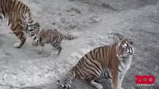 Tigerunge møder storesøstre | Copenhagen Zoo