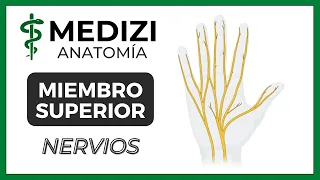 Anatomía de Miembro Superior (MMSS) - Nervios (PLEXO BRAQUIAL)