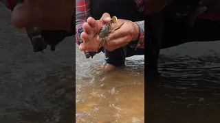 OMG!  fishing snail and crab #short
