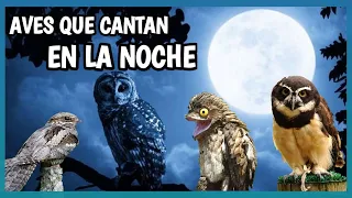 AVES QUE CANTAN DE NOCHE | Canto de Aves Nocturnas