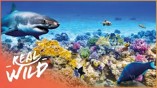 The City Beneath The Waves: Undersea Metropolis | Real Wild