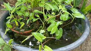 My mini Backyard Fish Farm | Water Spinach