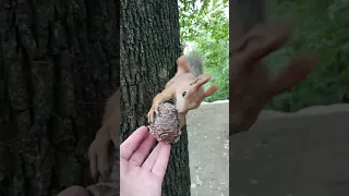 Шишка для незнакомой белки / A cone for an unfamiliar squirrel