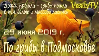 🌳По грибы в Подмосковье 29 июня 2019 г🌳Дожди прошли – грибы пошли, в т.ч. белые и массово лисички