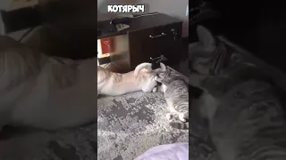 ПРИКОЛЫ С КОТАМИ и КОШКАМИ😹 СМЕШНЫЕ ЖИВОТНЫЕ😂😻👍 #19