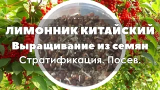 🌱Лимонник китайский выращивание из семян. Стратификация. Посев.