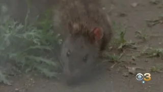 Solutions On The Horizon After Year-Long Rat Infestation In Philadelphia Neighborhood