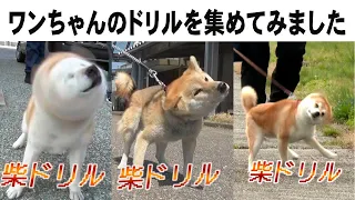 Shiba drill collection