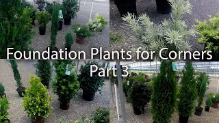 Lots of Foundation Plants for Corners - Part 3