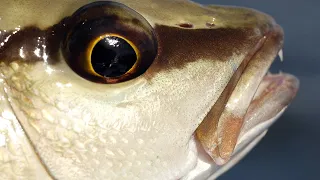 Chumming Up TONS Of Fish On The Flats (Even On Windy Days)