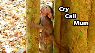 Anna Jump On Tree Let Alba Cry Alone | Poor Baby Alba So Scare When Mum Go Far From Her