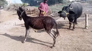 My village Animals