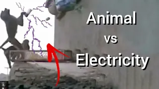 Animals vs Electricity - Animals Getting Shocked Compilation
