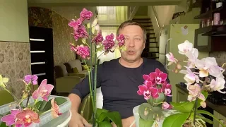 правильный ПОЛИВ ОРХИДЕИ мини фаленопсис в торфяном стакане до пересадки орхидей