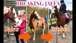 BREAKING JAFFA IN ~ How we train a young pony