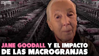 Jane Goodall y el impacto de las macrogranjas