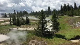 Yellowstone: Bear Attacks Elk