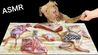 ASMR Mukbang Pitbull Eating Raw Foods Pigeon Cow heart Chicken head Quail Lamb Green tripe