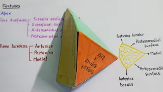 PAROTID GLAND ( External features in 3d )