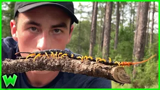 America's Most Venomous Centipede - The Silent Specter of Louisiana (ft. Life's Wild Adventures)