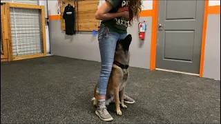 Teaching your dog the middle command