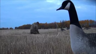 10 октября 2015. Охота в поле на гусей. Канада.