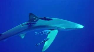 Diving with Blue Sharks Azores Islands Portugal 2017