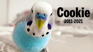 Budgie sounds in Memory of Cookie 2011 - 2021 😥