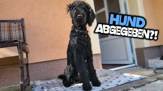 Musste ich meinen Hund wieder abgeben?!